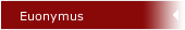 Euonymus