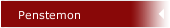 Penstemon